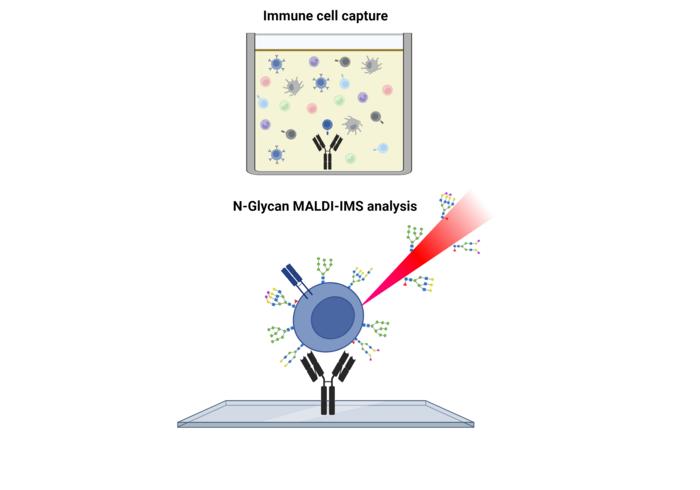 Schematic Overview of New Technology to Analyze Surface Sugars