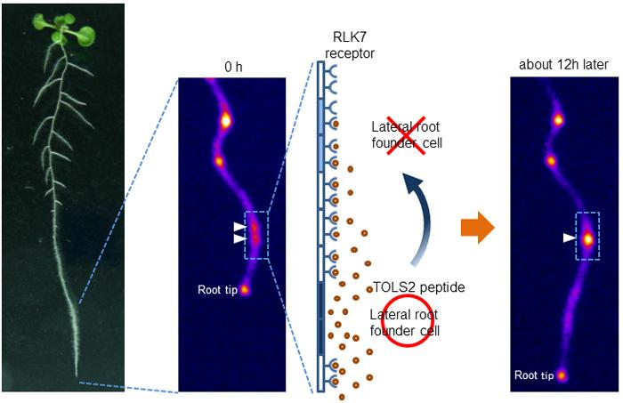 図3　TOLS2ペプチドとRLK7受容体による側根創始細胞の側方抑制