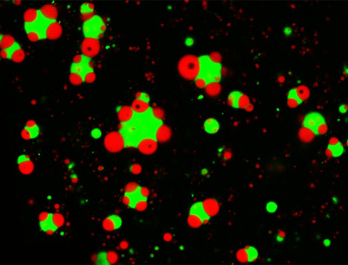 What rules govern the structure of membraneless organelles?