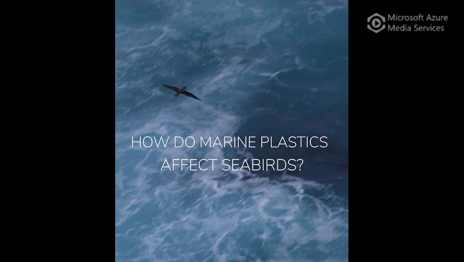 How do marine plastics affect seabirds?