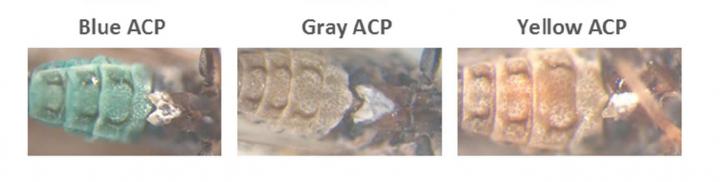 The Three Color Morphs of the Asian Citrus Psyllid