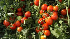 uplands farm tomatoes