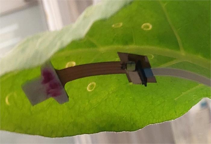 Plant patch can detect stress signals in real time