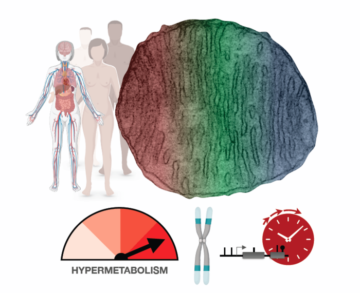 Hypermetabolism