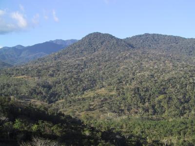 Forest in Costa Rica