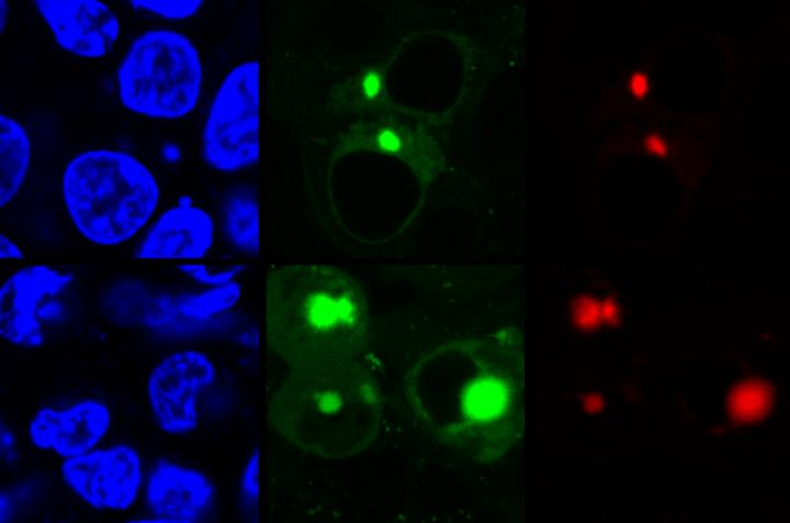AggTag-Identified Misfolded Proteins