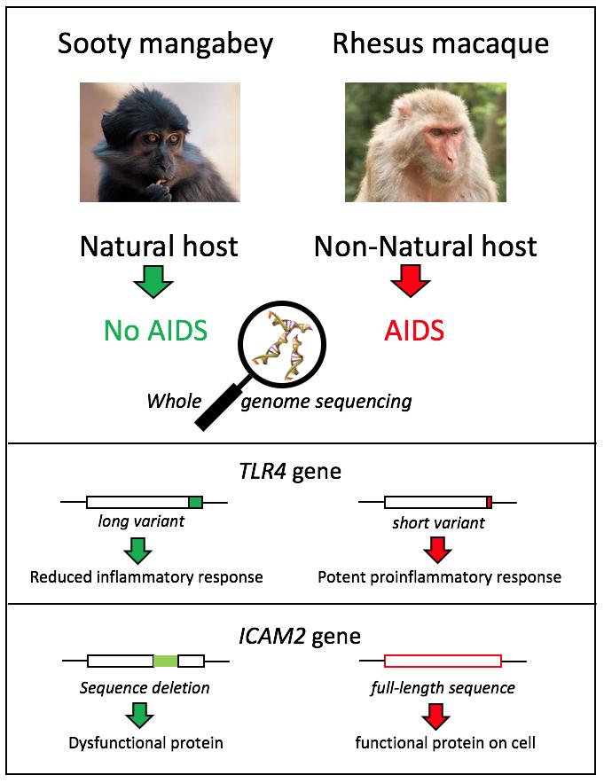 Study Summary Graphic