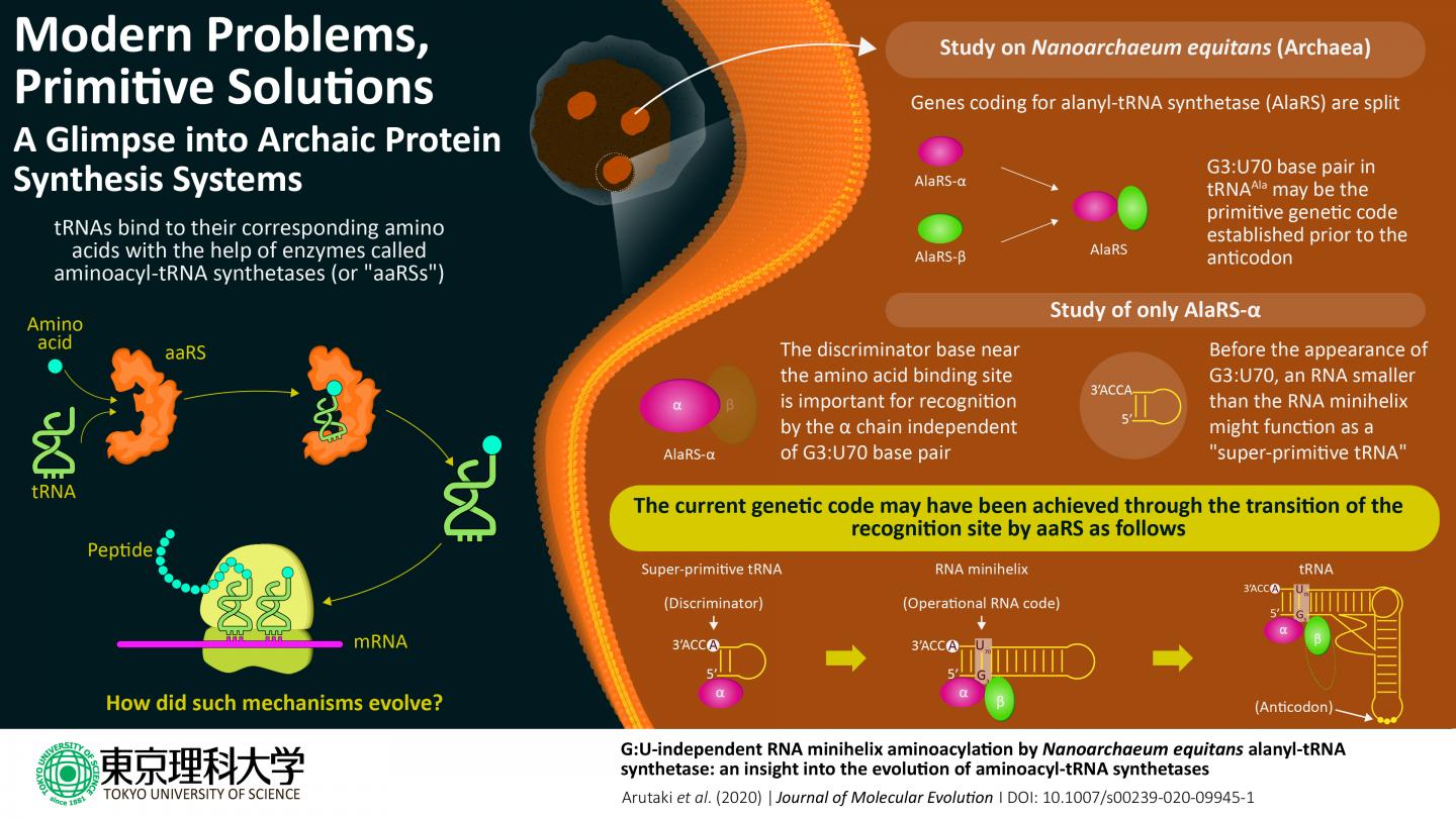 Protein Synthesis