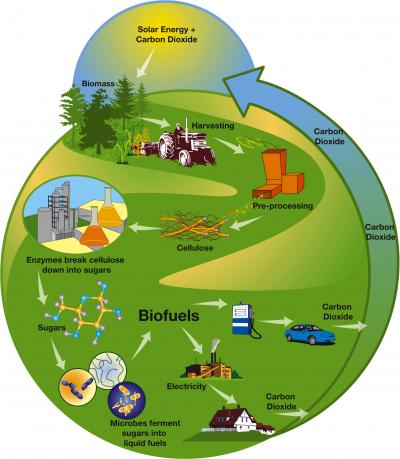Cellulosic Biofuels Production Chain