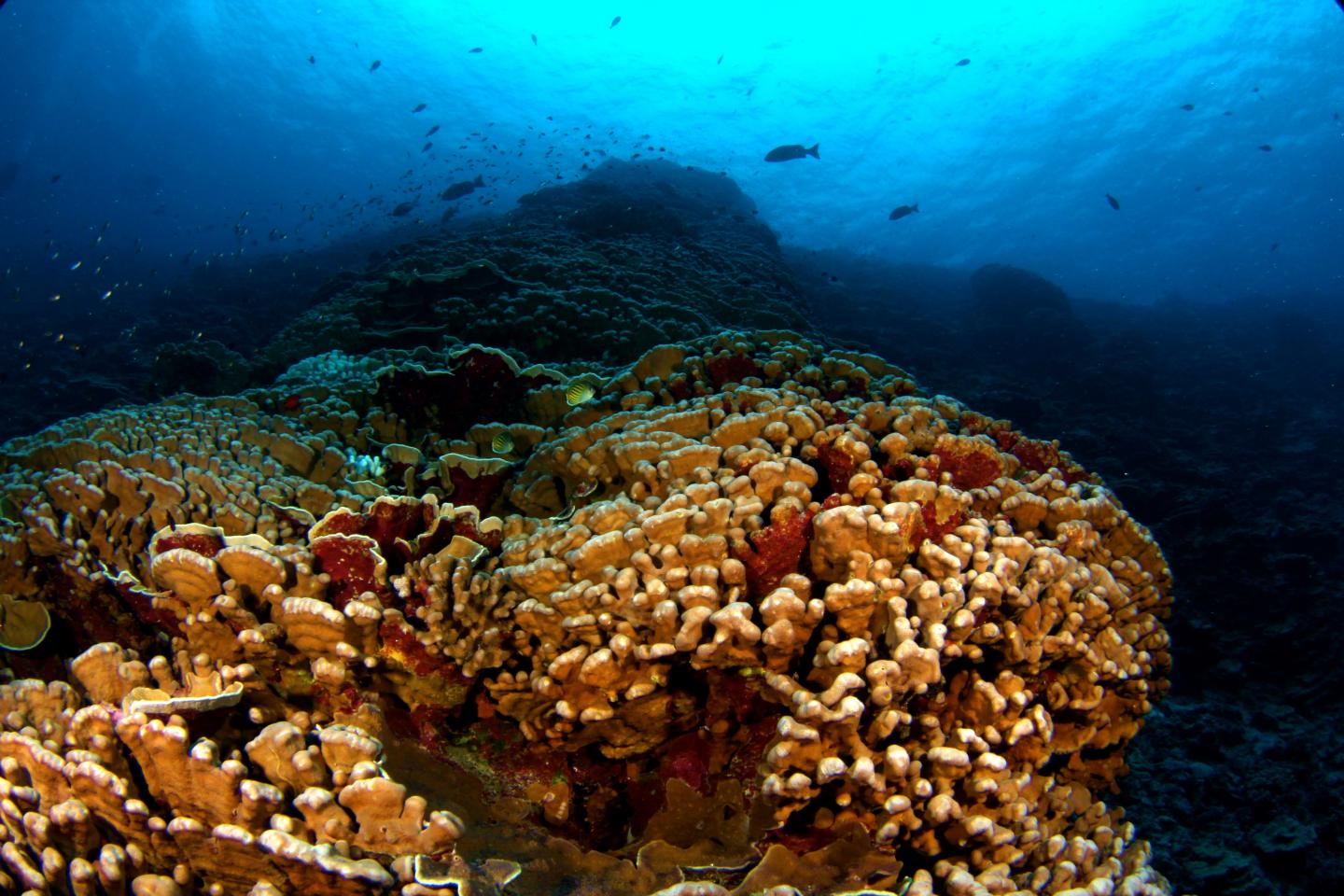 Healthy Coral Reef (1 of 2) [IMAGE] | EurekAlert! Science News Releases