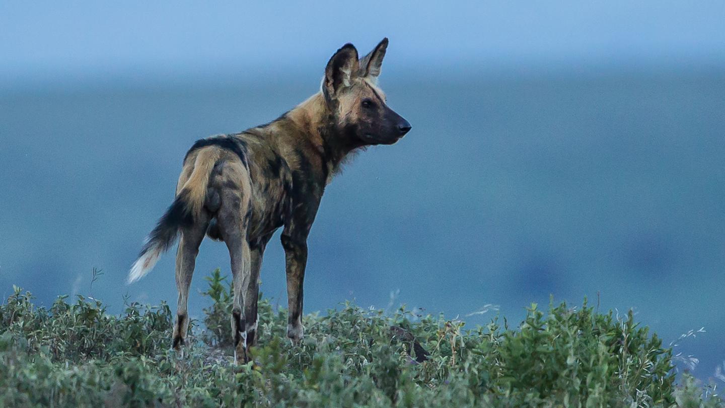 The African Wild Dog