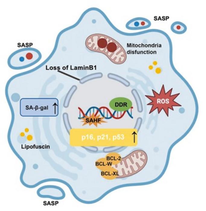 Features of Cellular Senescence