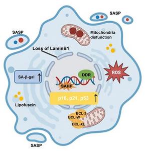 Features of Cellular Senescence