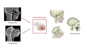 New method enables 3D tongue modelling, for example from fossilized hominin skulls, and might help understand the emergence of human speech