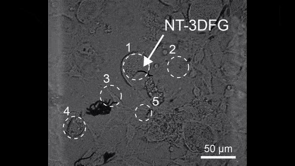 Neurons Responding to Optical Stimulus