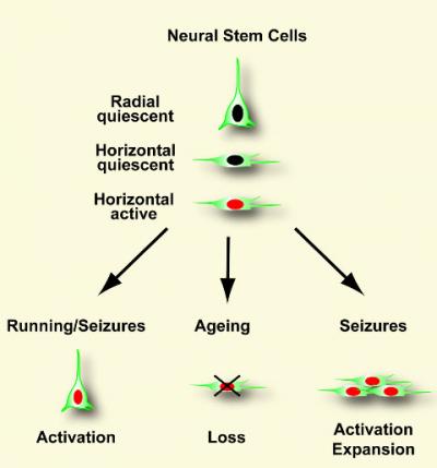 Neuronal Stem Cells