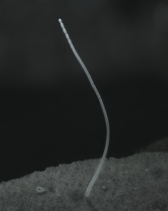 Single filament of Ca. Thiomargarita magnifica