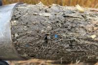 Sediment core from New Bedford salt marsh with plastic debris