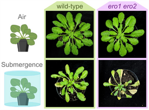 Arabidopsis