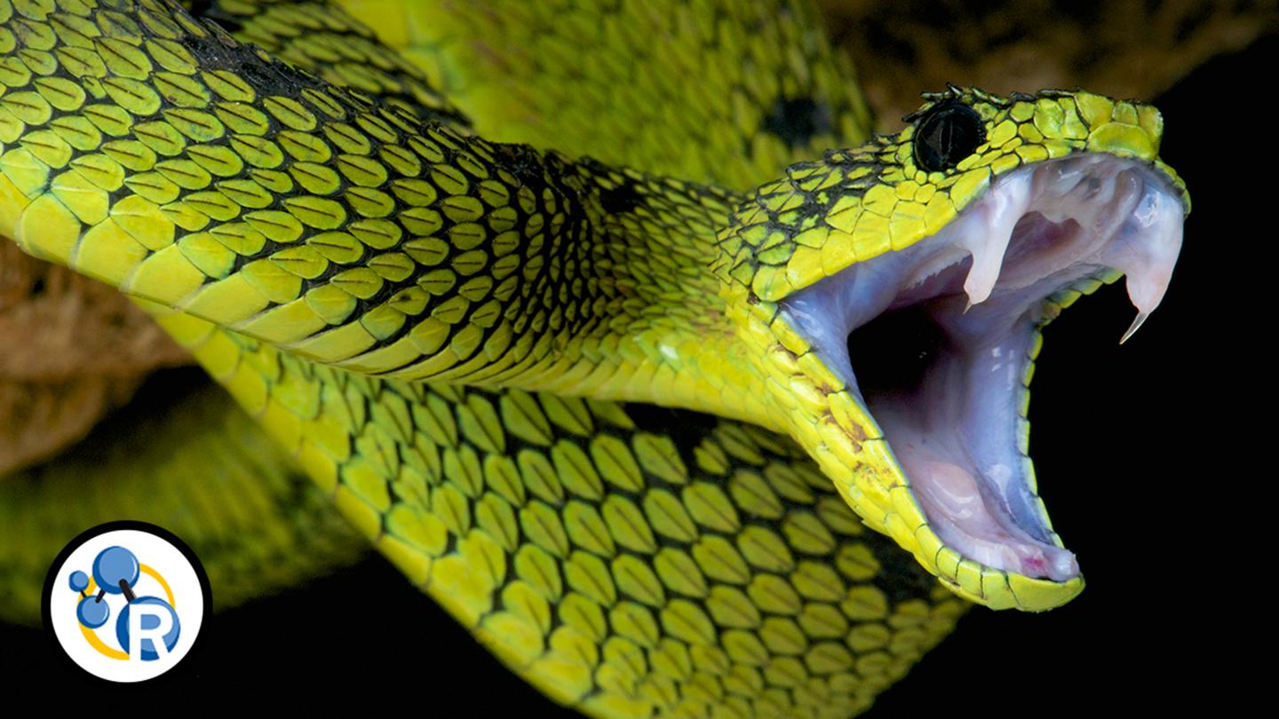The Chem-Hiss-Try of Snake Venom (Video)