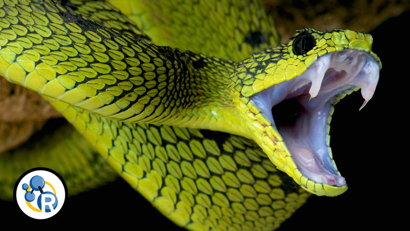 The chem-hiss-try of snake venom (video) | EurekAlert!