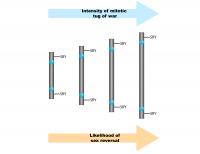 Diagram of Four Isodicentric Y Chromosomes