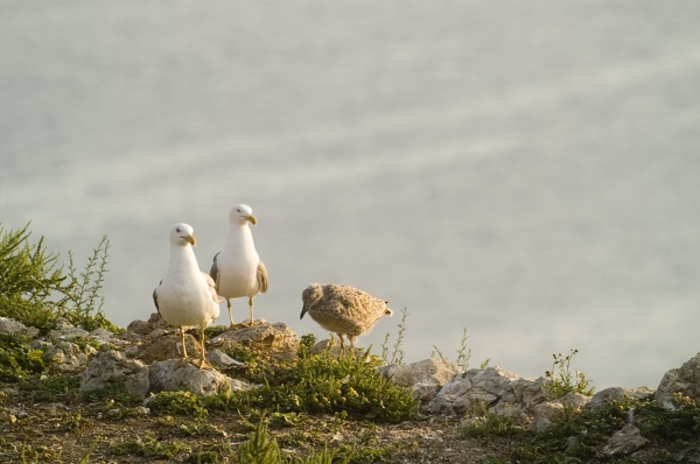 Larus michahellis