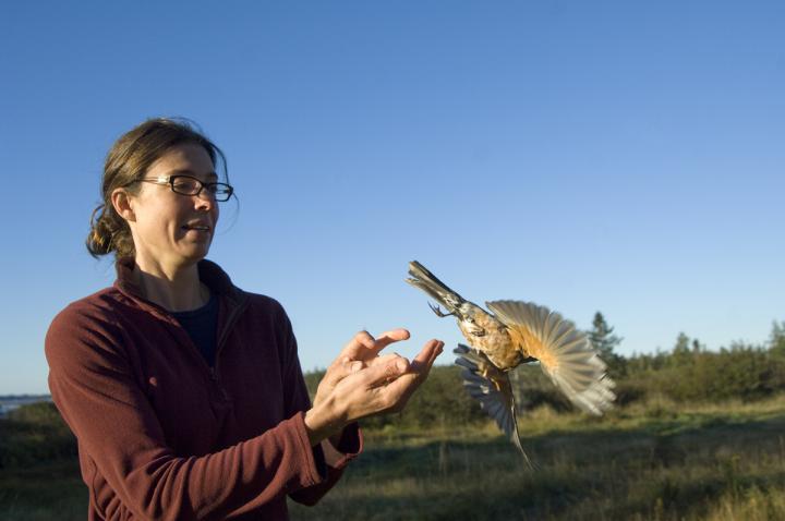 Releasing a Captured Bird