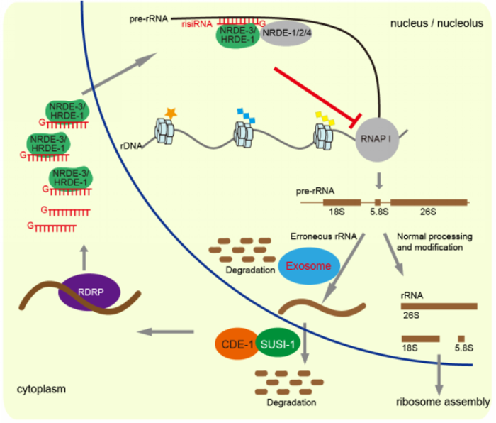 Antisense ribosomal siRNAs inhibit RNA polymerase I-directed transcription in C. elegans