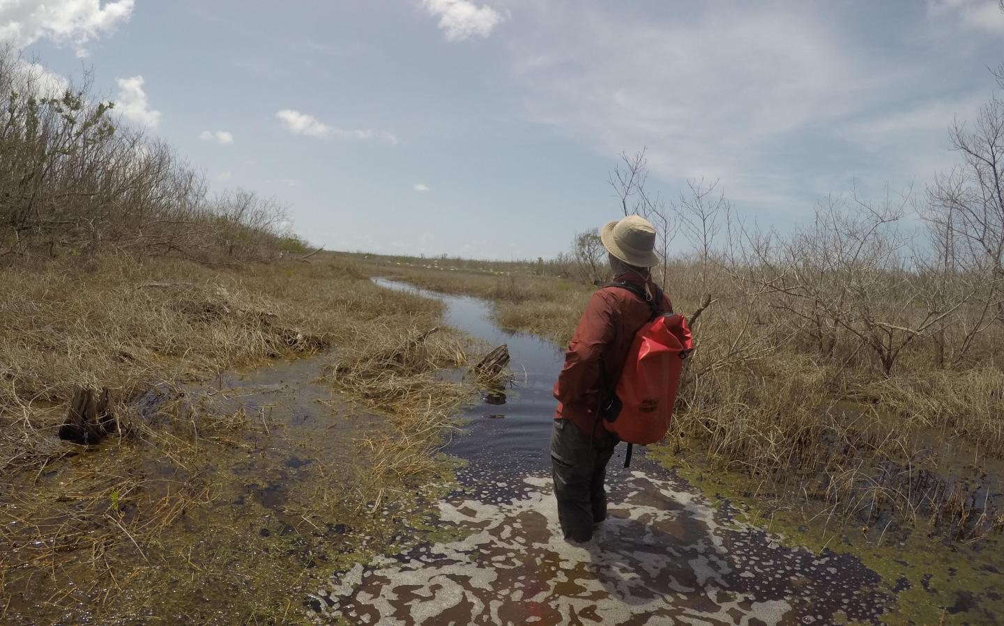 Lagomasino Mangroves (2 of 2)