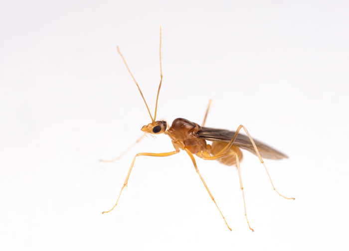 male yellow crazy ant