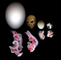 Digestive Tracts of Chick, Quail, Zebra Finch and Mouse Embryos