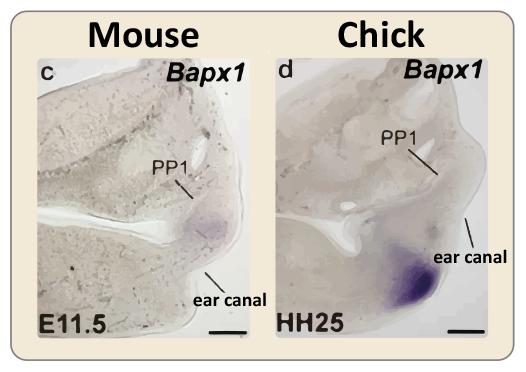 The Primary Joint Develops More Dorsally in Mammals than in Dyapsids
