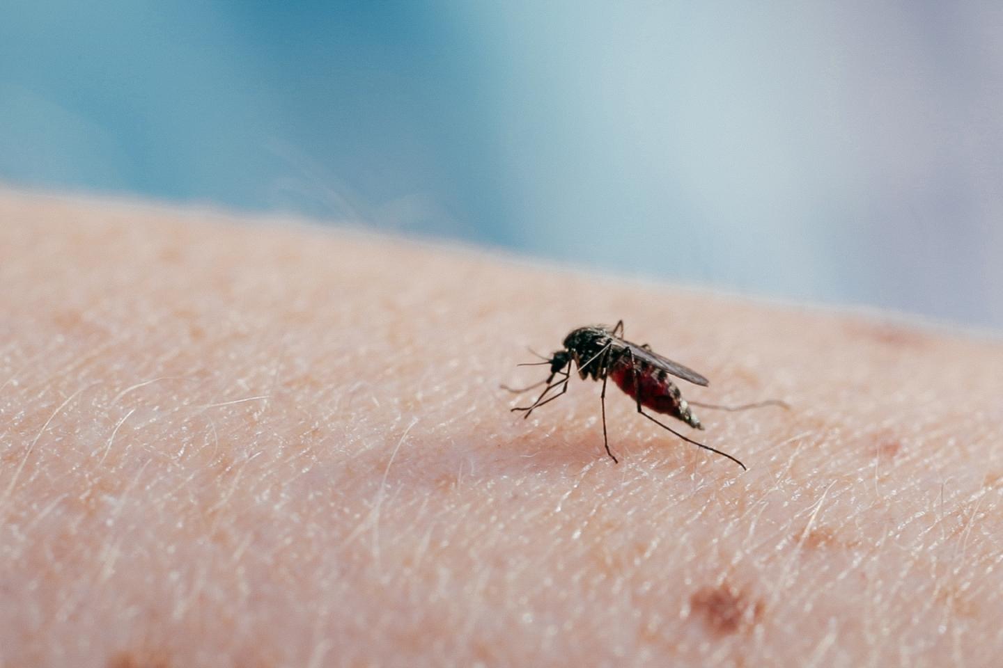 An Arctic Mosquito after Securing a Bloodmeal