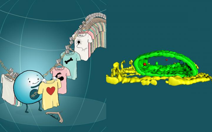 Tethering Cell Fate Choice to the Nuclear Lamina