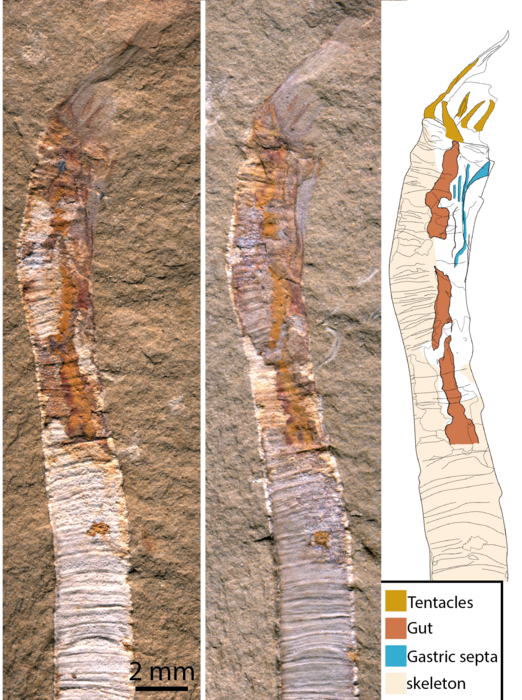 Gangtoucunia aspera fossils and diagram