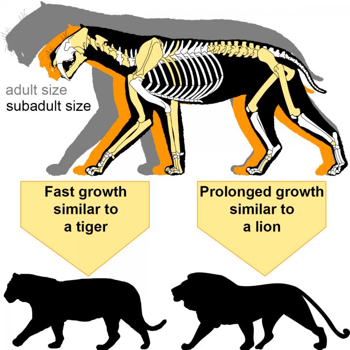 Sabre-toothed cat adult and subadult size comparison