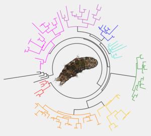 Tardigrade and phylogeny