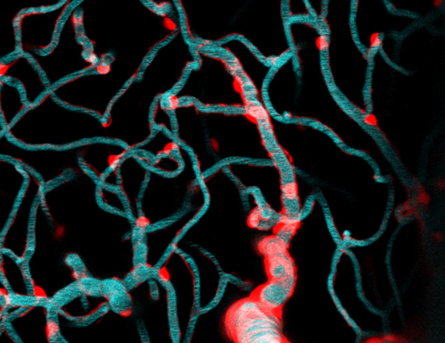 Capillaries and pericytes in the brain