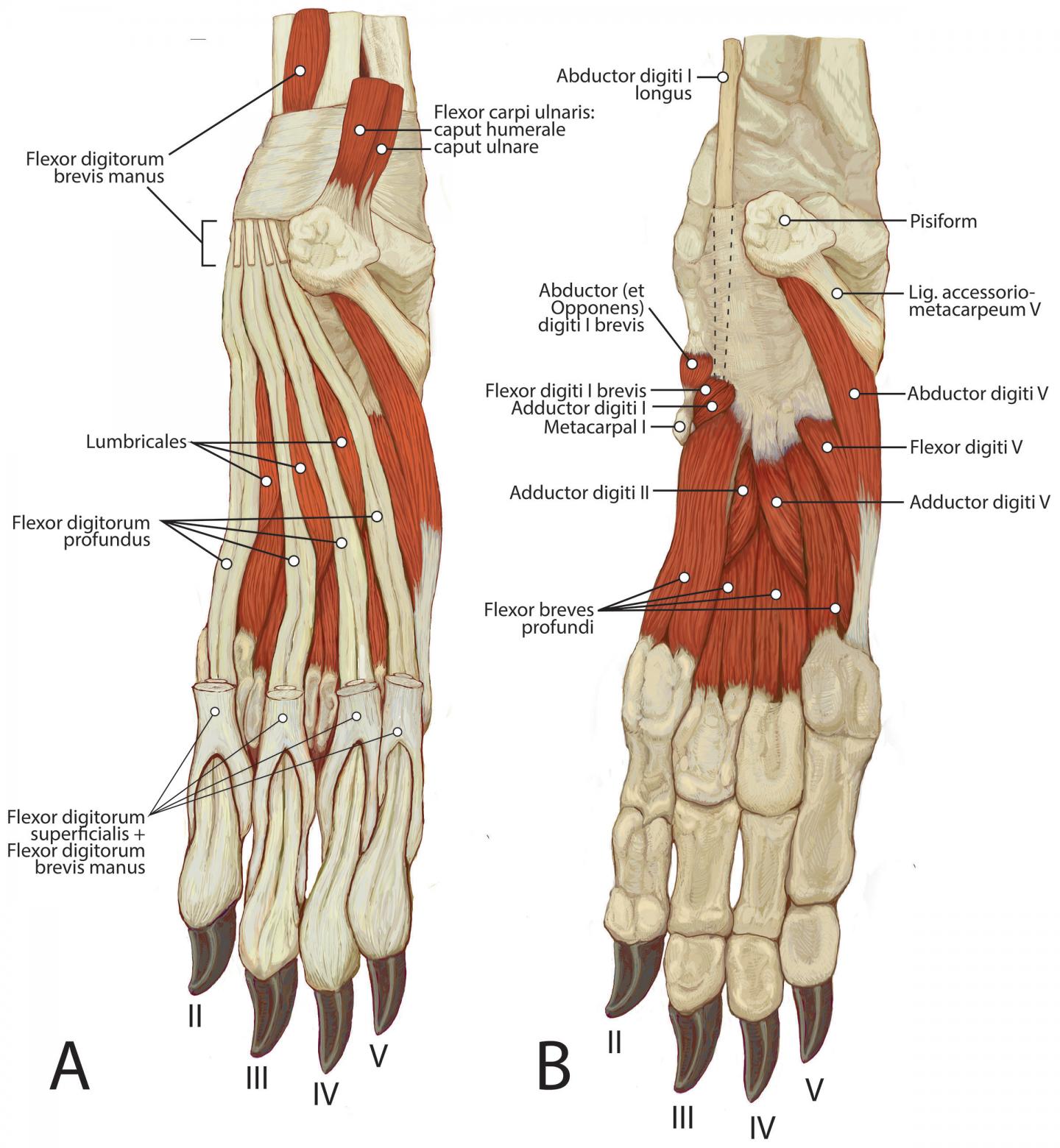 Dog foot outlet bones