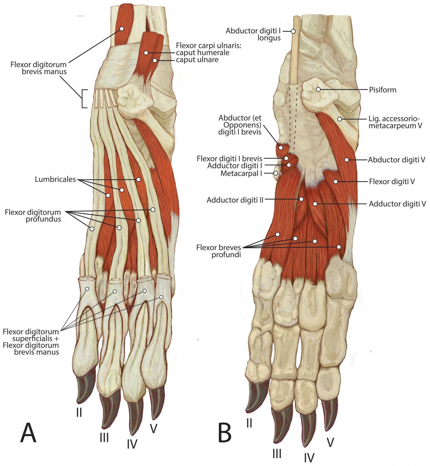 African Wild Dogs Have Vestigial First Digit EurekAlert 
