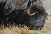 Muskoxen Hair Analysis Shows Diet Suffers During Snow-Heavy Arctic Winters