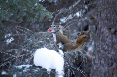 Red Squirrel