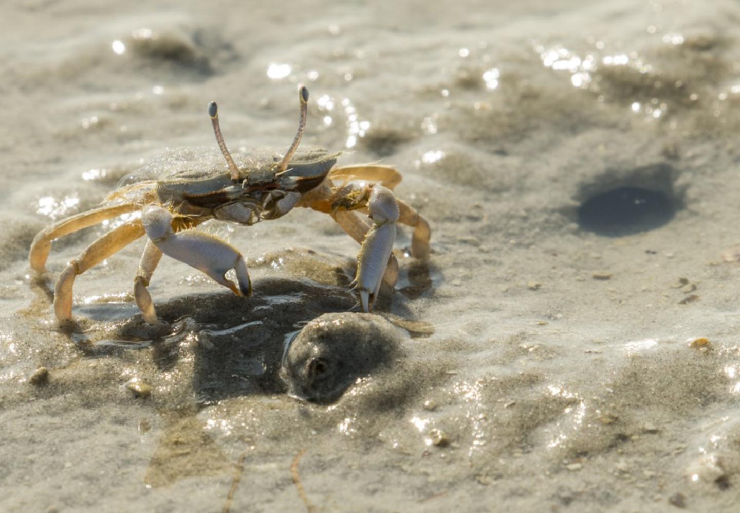 Sentinel Crab Macrophthalmus Sulcatus