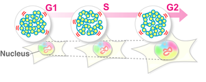 Swaying motion of chromatin