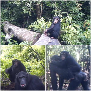 Photo composition of wild chimpanzees