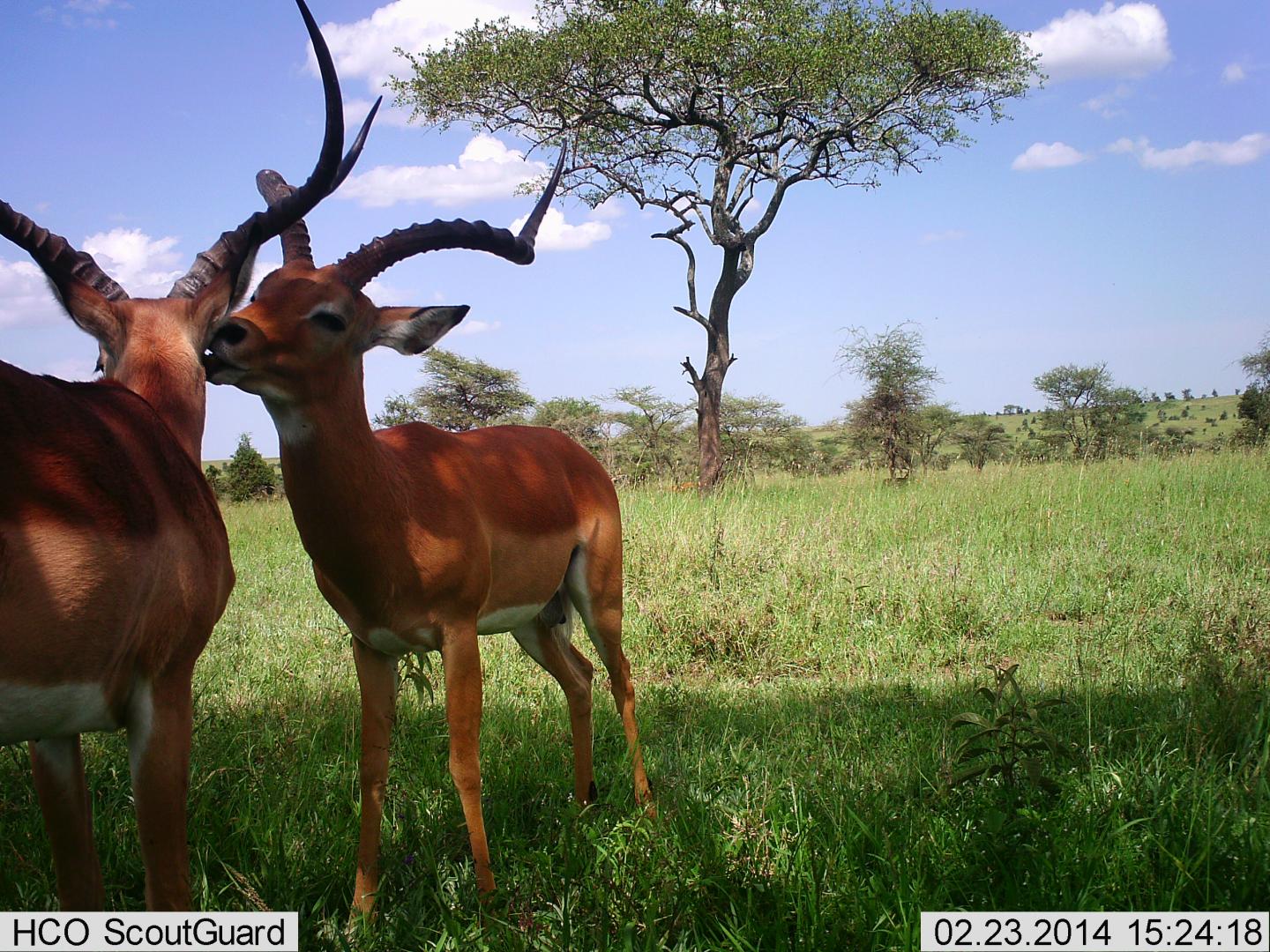 Camera-trap Images