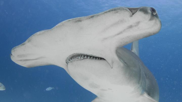 Great Hammerhead Shark