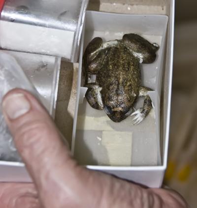 Frozen Gastric-brooding Frog