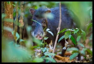 White-lipped peccary